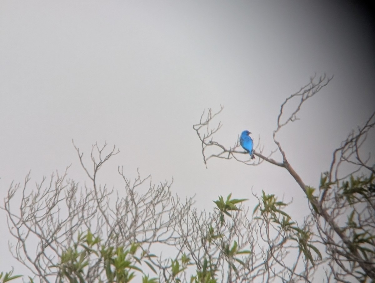 Turquoise Cotinga - ML633763369