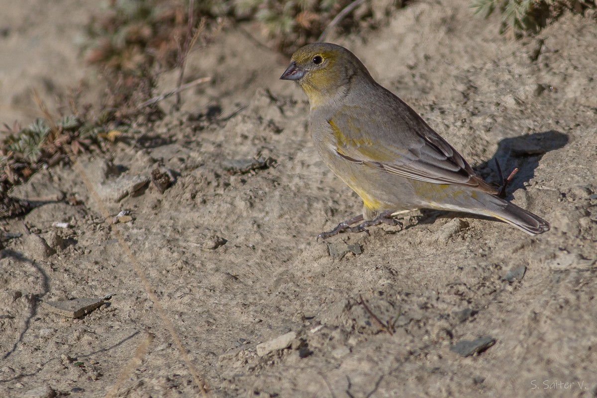 patagoniaspurv - ML633763394
