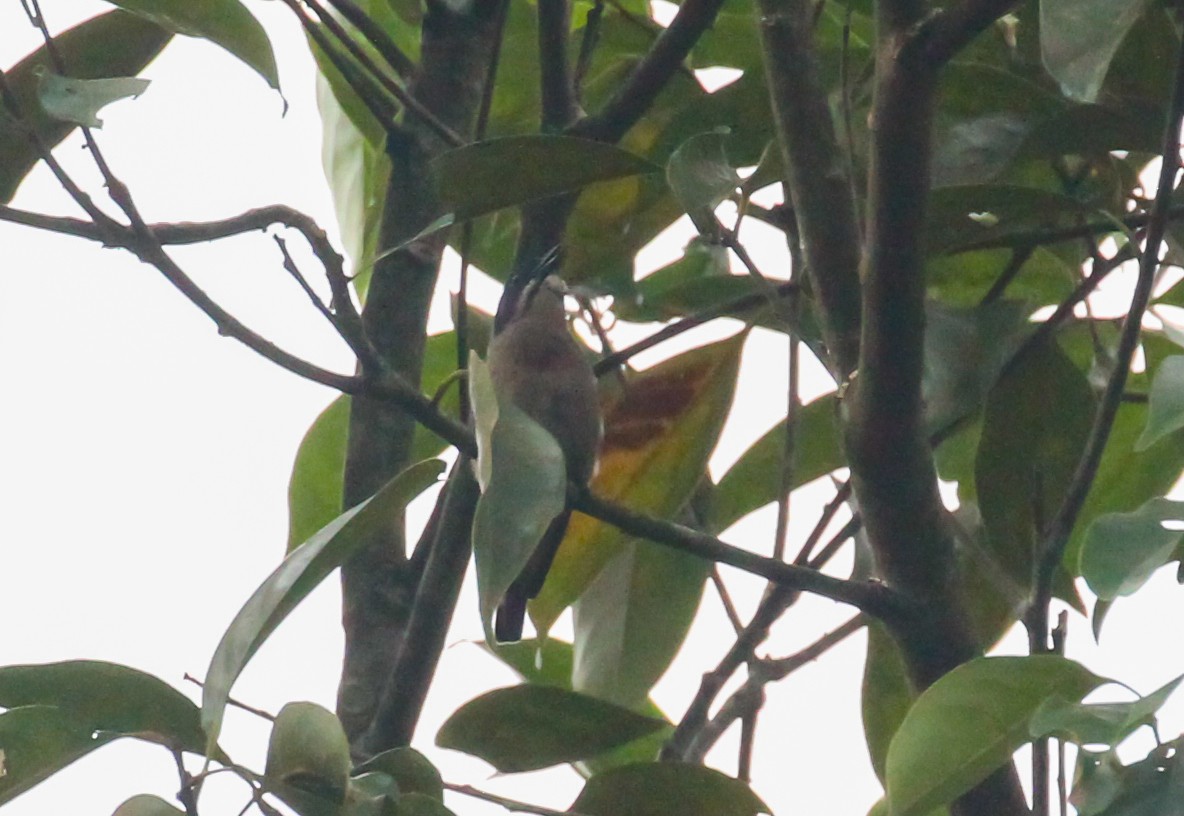 Whiskered Flowerpecker - ML633763467