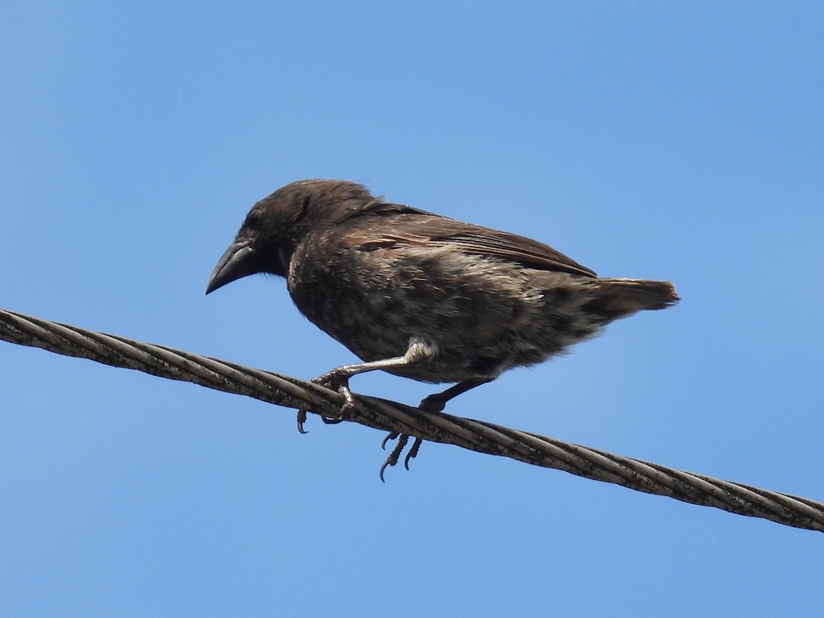 Common Cactus-Finch - ML633763503