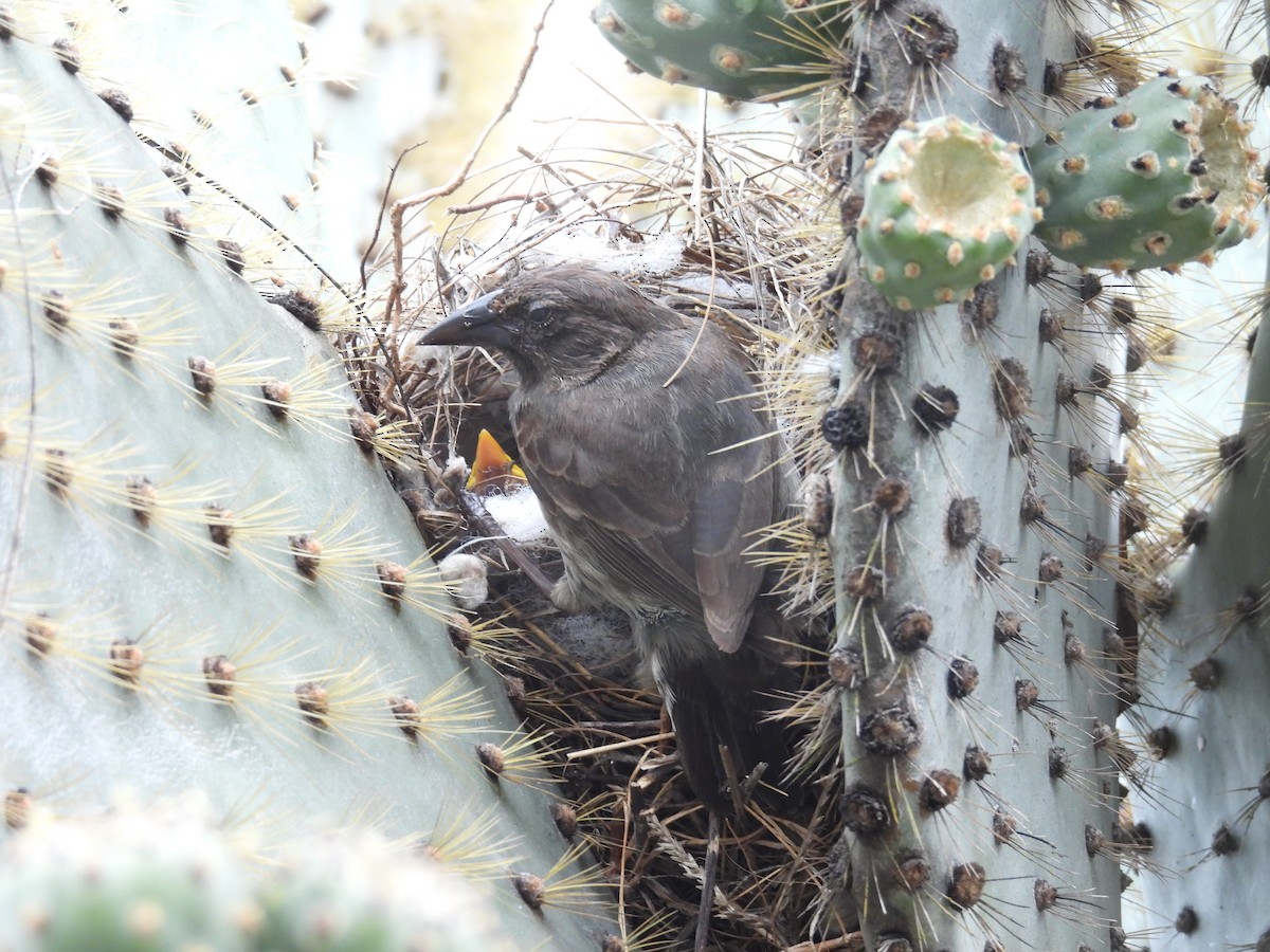 Common Cactus-Finch - ML633763506