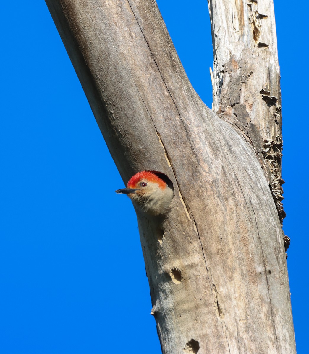 Red-bellied Woodpecker - ML633763598