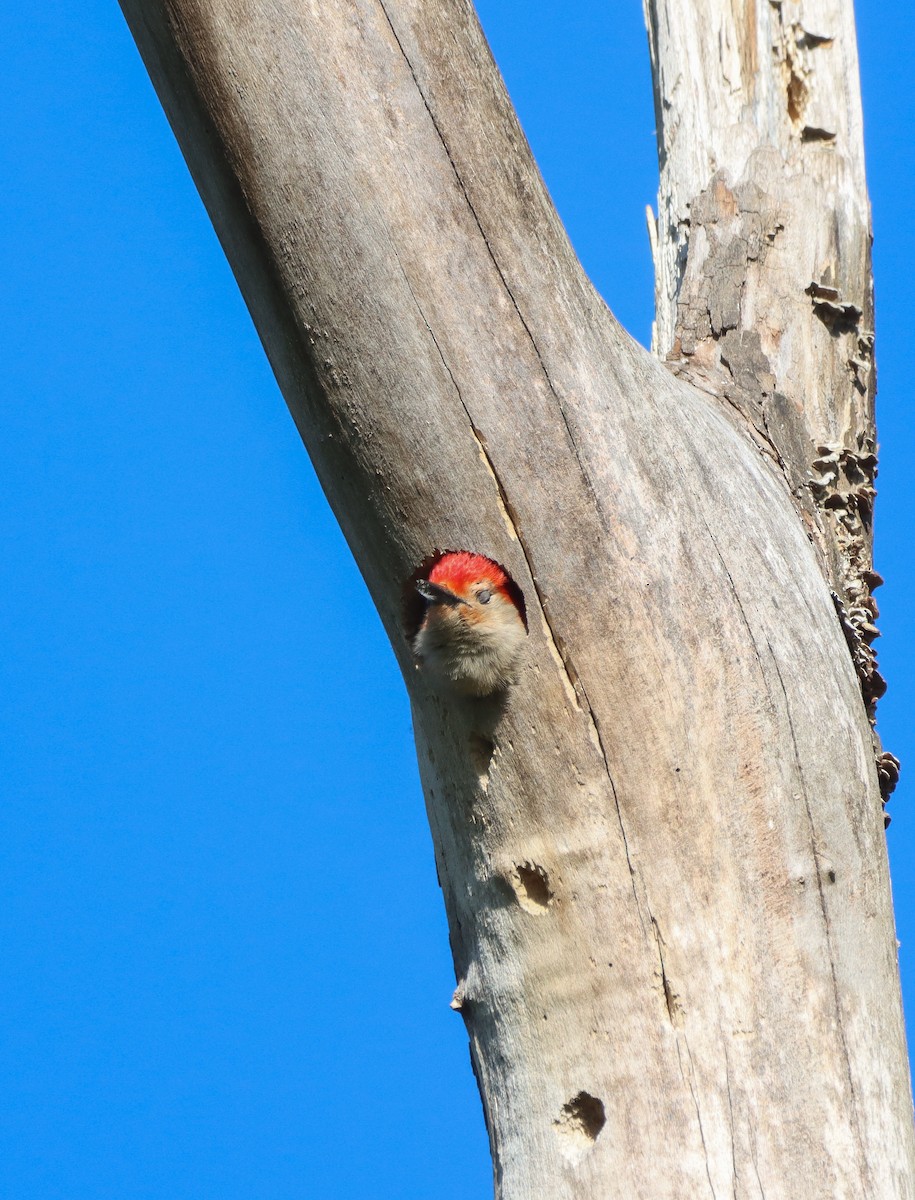 Red-bellied Woodpecker - ML633763599