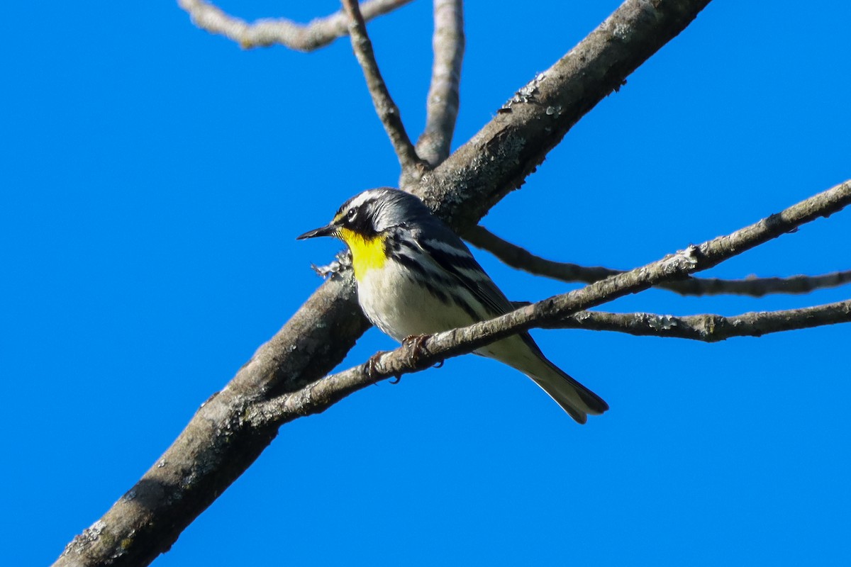 Yellow-throated Warbler - ML633763639