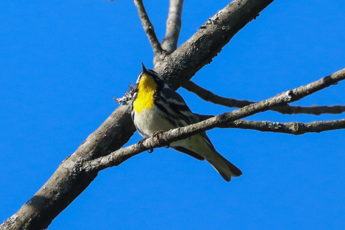 Yellow-throated Warbler - ML633763640