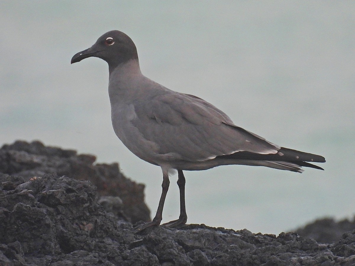 Gaviota Fuliginosa - ML633763669