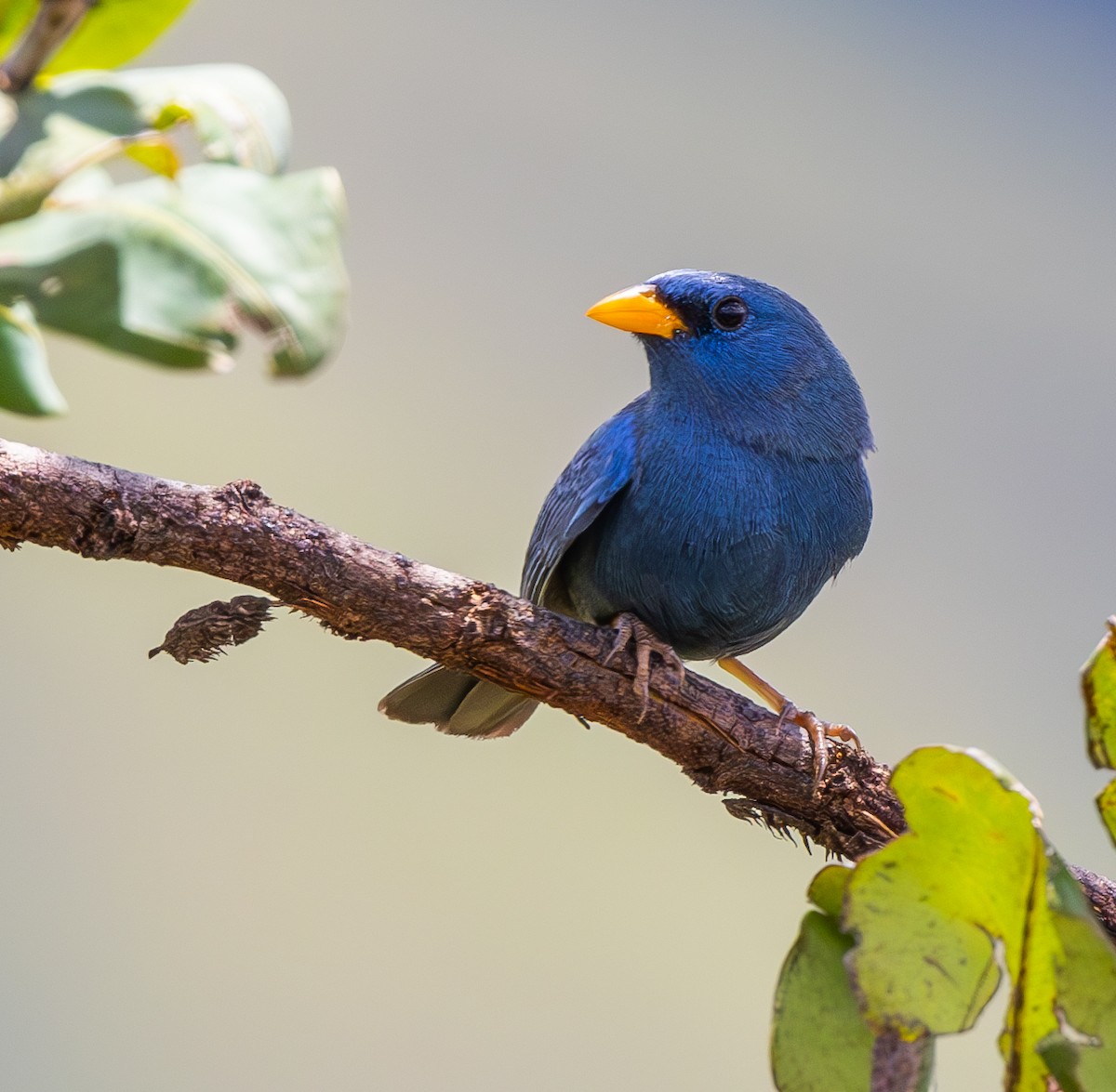 Blue Finch - ML633763719
