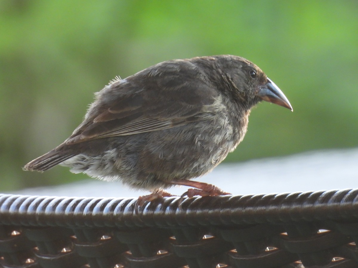 Common Cactus-Finch - ML633763861