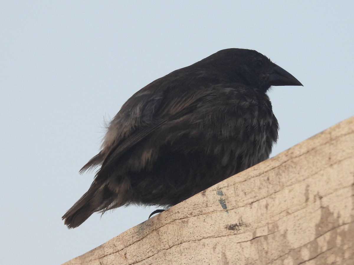 Common Cactus-Finch - ML633763869