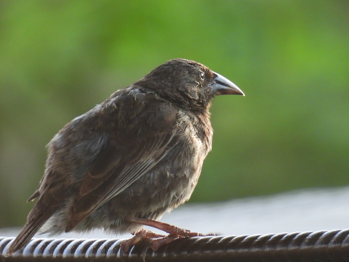 Common Cactus-Finch - ML633763870