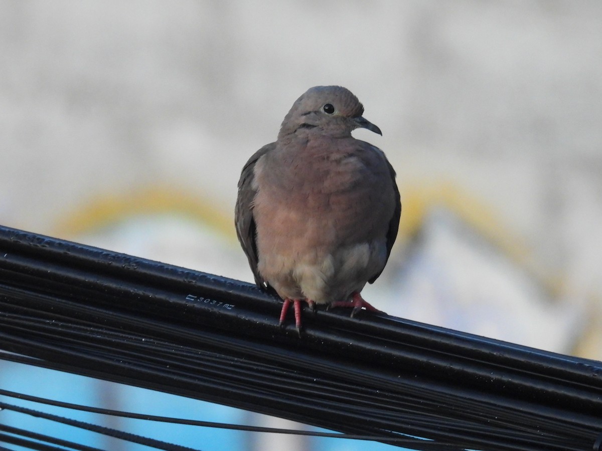 Eared Dove - ML633763971