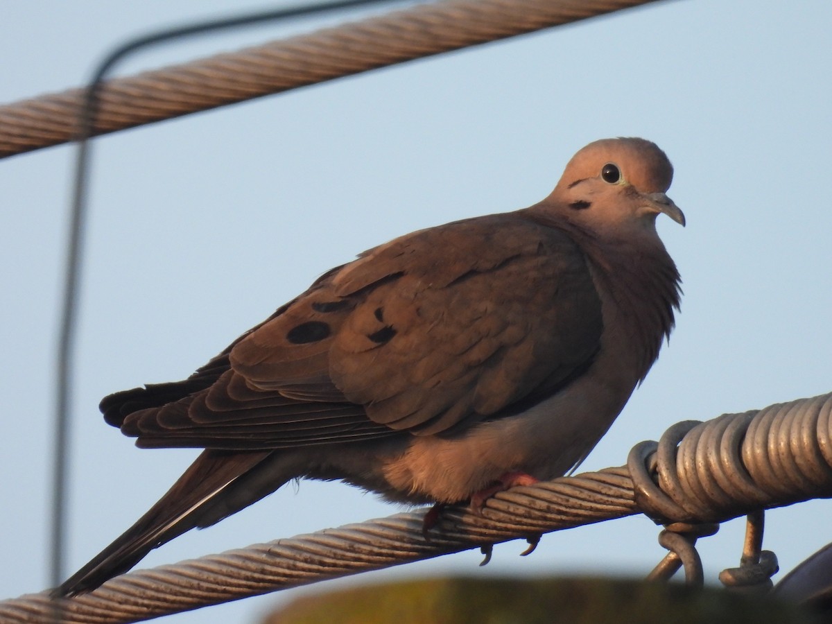 Eared Dove - ML633763974