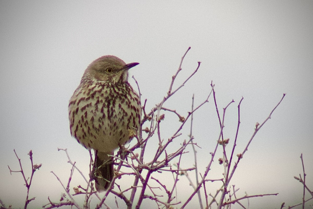 Sage Thrasher - ML633763984
