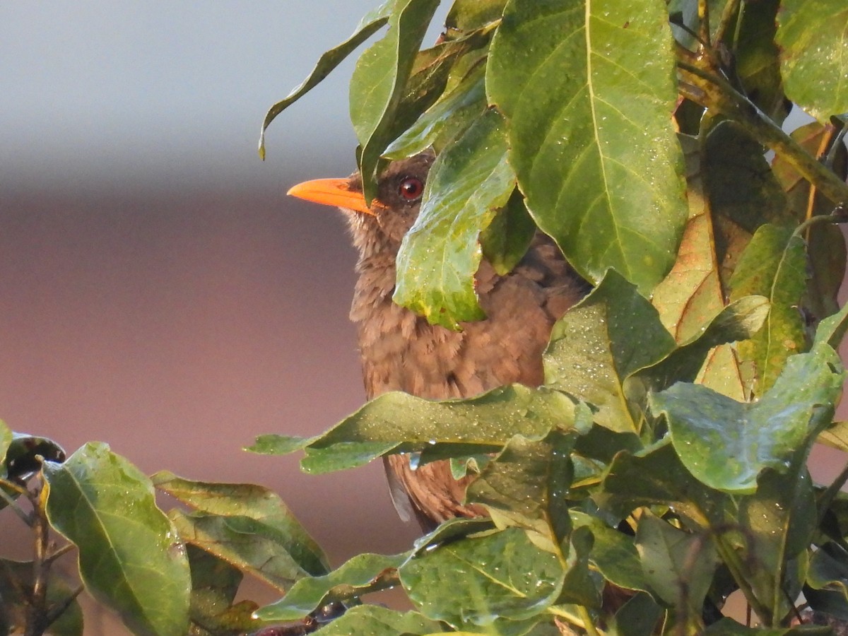 Great Thrush - ML633763985
