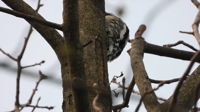 Yellow-bellied Sapsucker - ML633764006