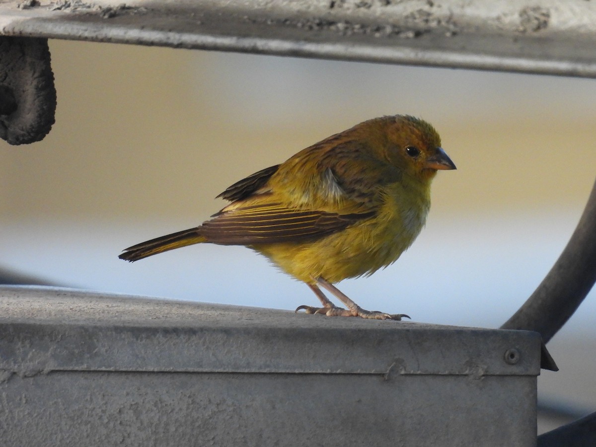 Saffron Finch (Saffron) - ML633764029