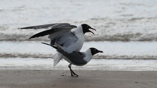 Antxeta mokogorri amerikarra - ML633764038