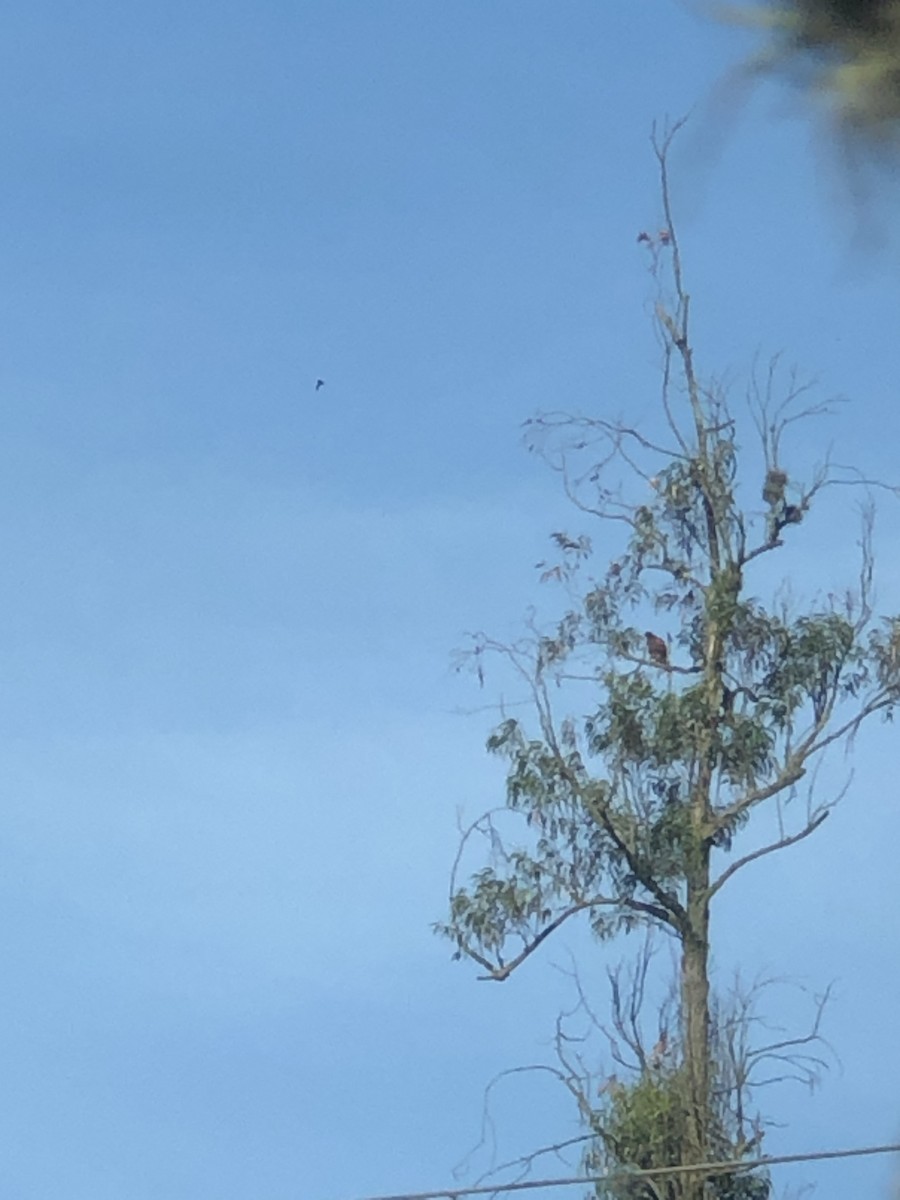 Harris's Hawk - ML633764043