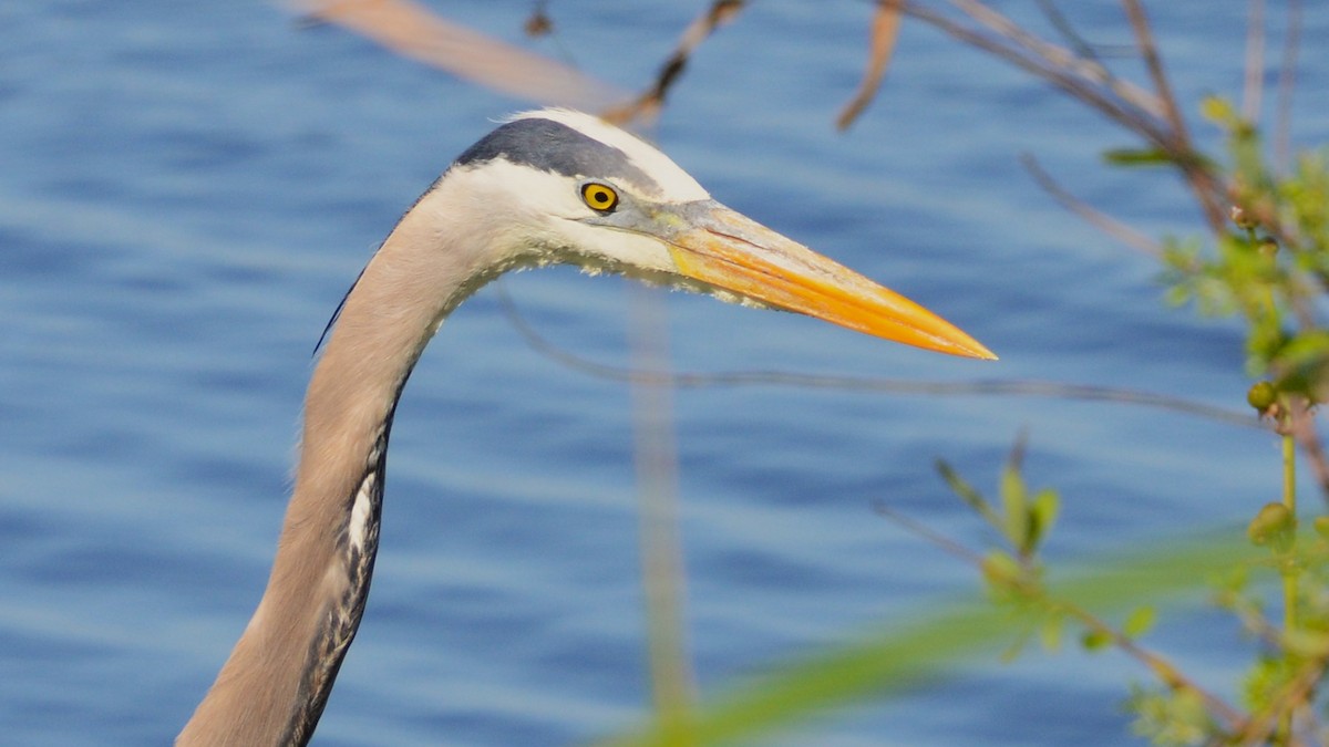 Great Blue Heron - ML633764096