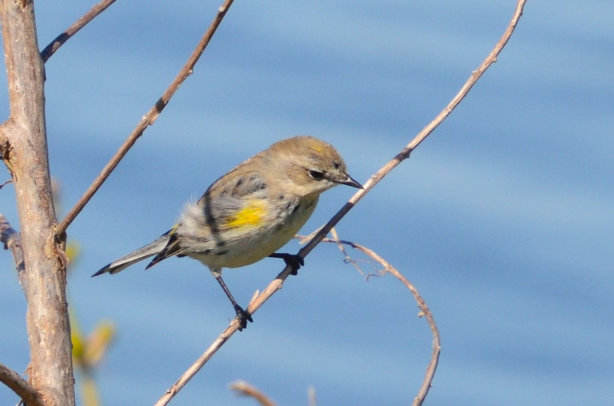 Yellow-rumped Warbler - ML633764154