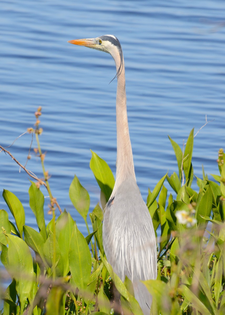 Great Blue Heron - ML633764207