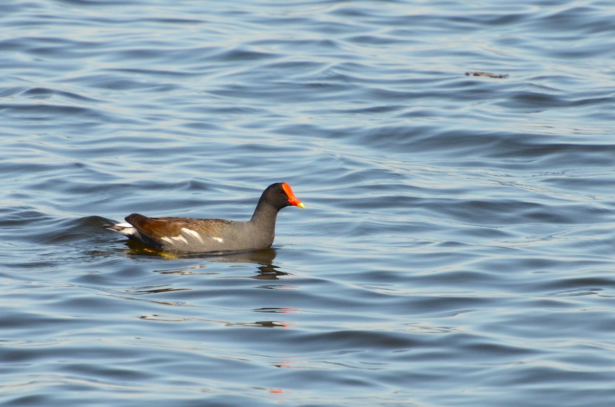 Common Gallinule (American) - ML633764229