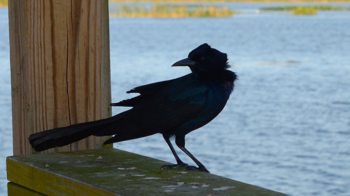 Boat-tailed Grackle - ML633764248