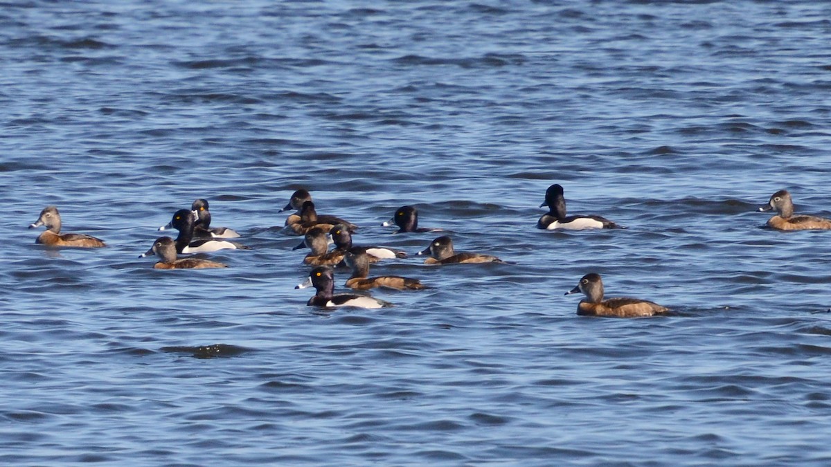 Ring-necked Duck - ML633764287