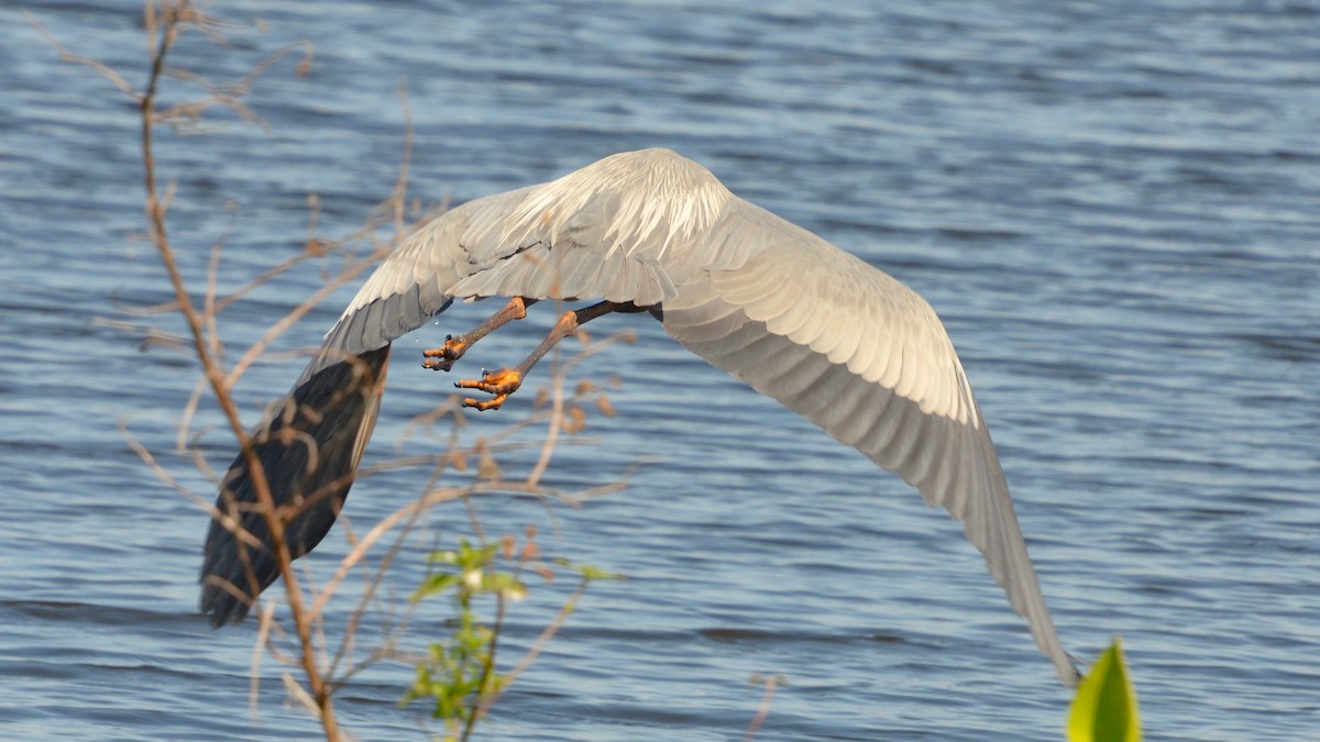 Great Blue Heron - ML633764324