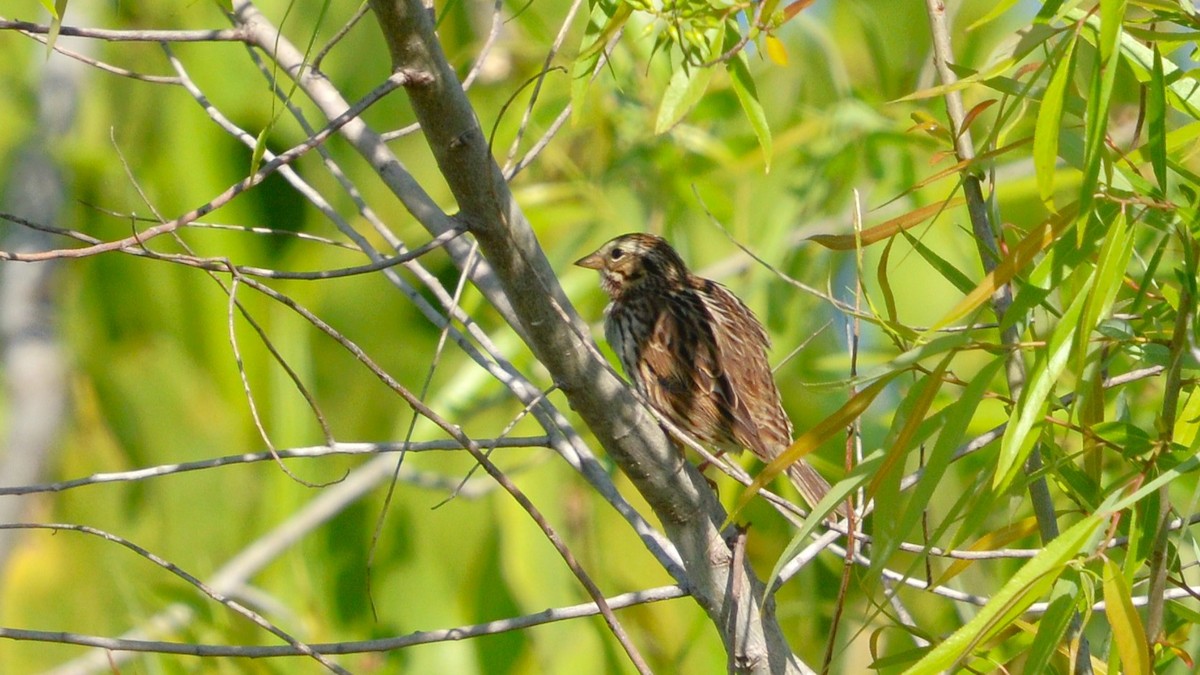 Savannah Sparrow - ML633764359