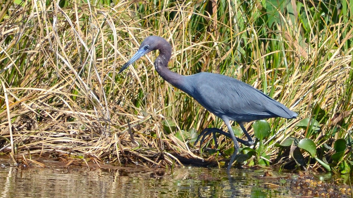 Little Blue Heron - ML633764394