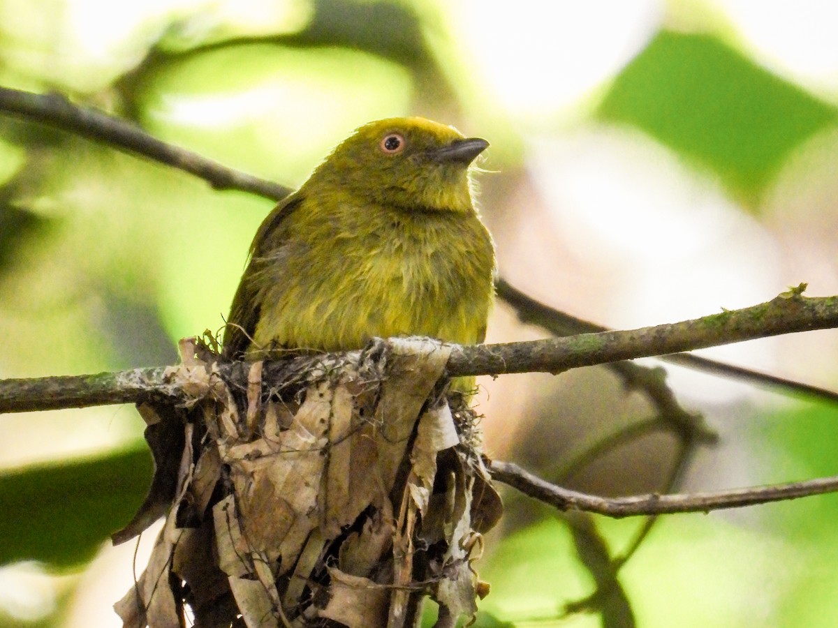 Yellow-headed Manakin - ML633764542
