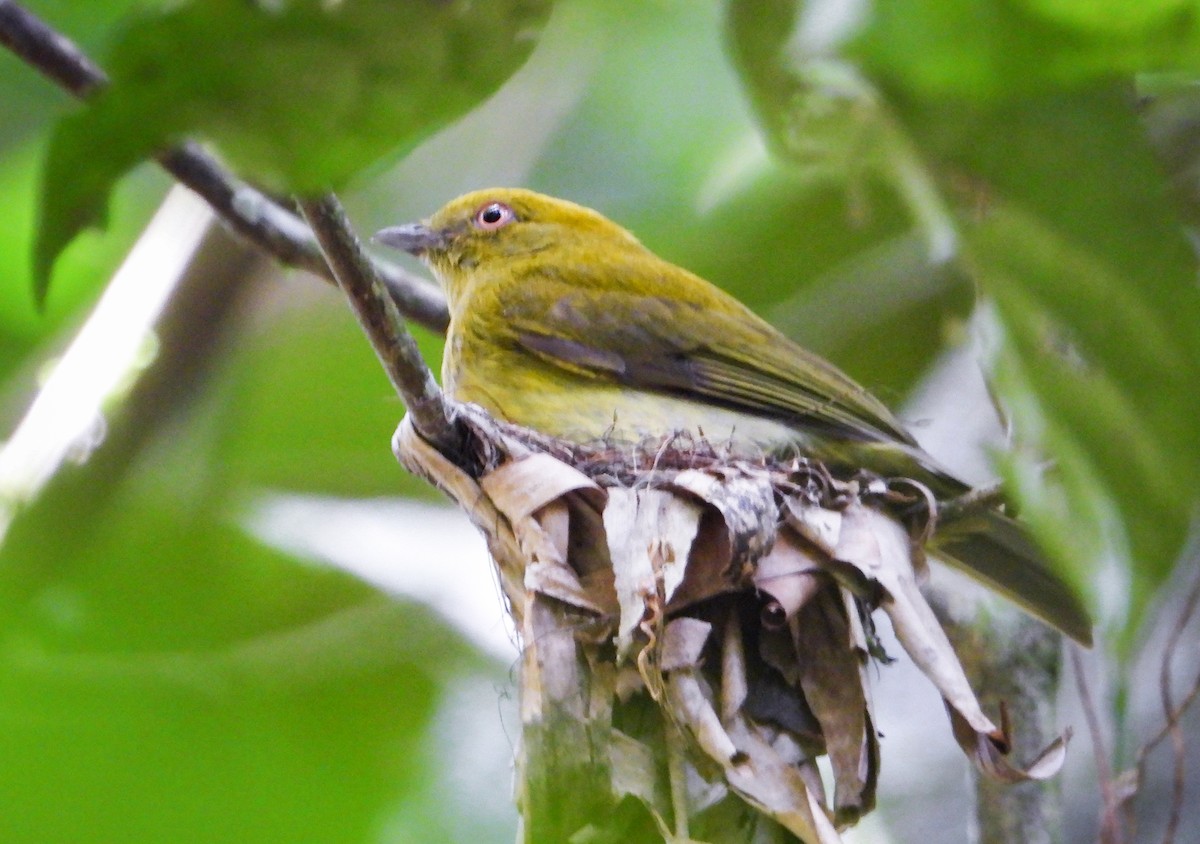 Yellow-headed Manakin - ML633764543