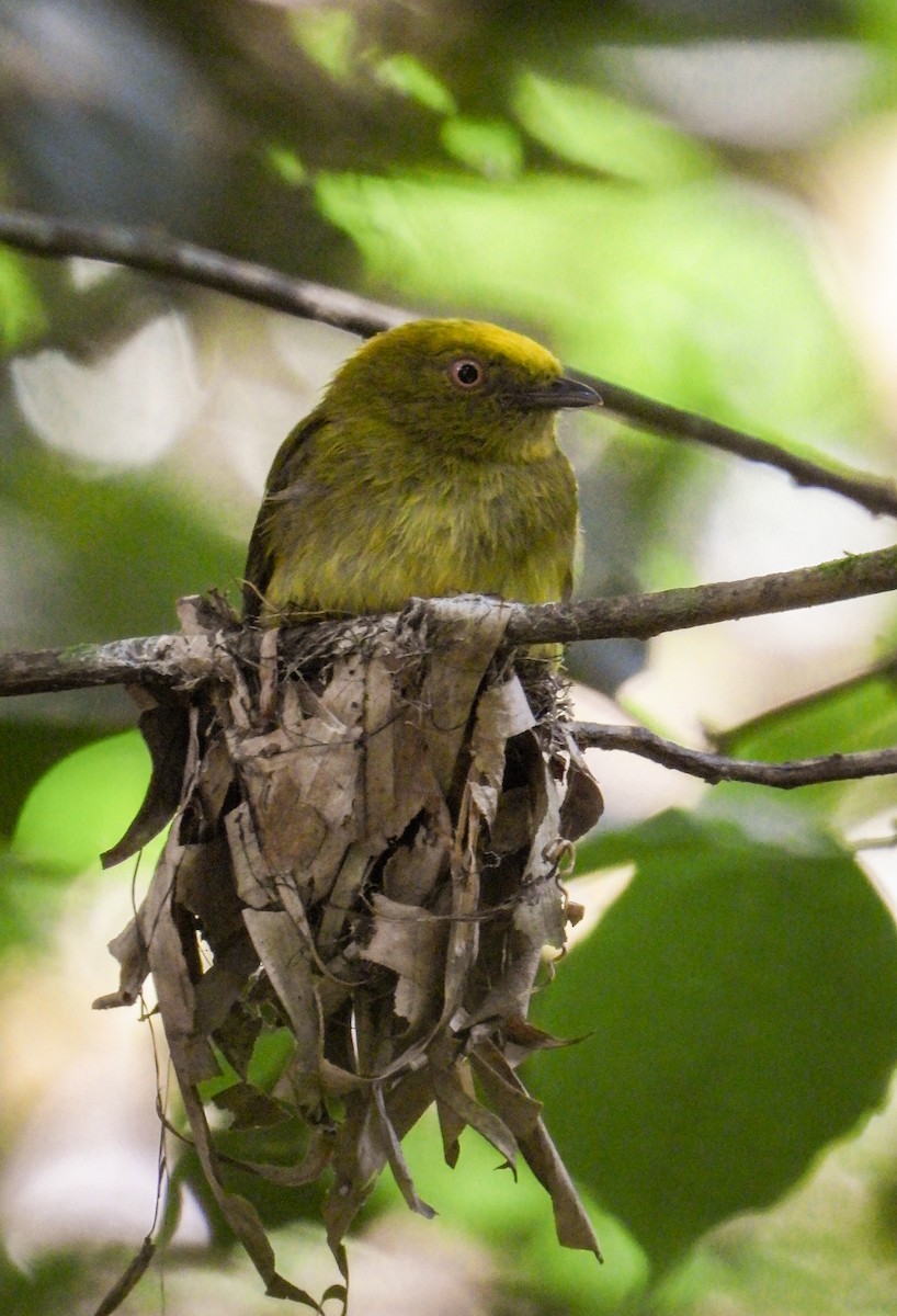 Yellow-headed Manakin - ML633764544