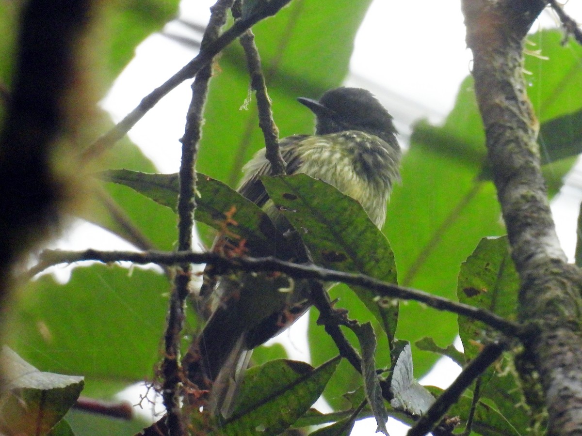 Streak-necked Flycatcher - ML633764588