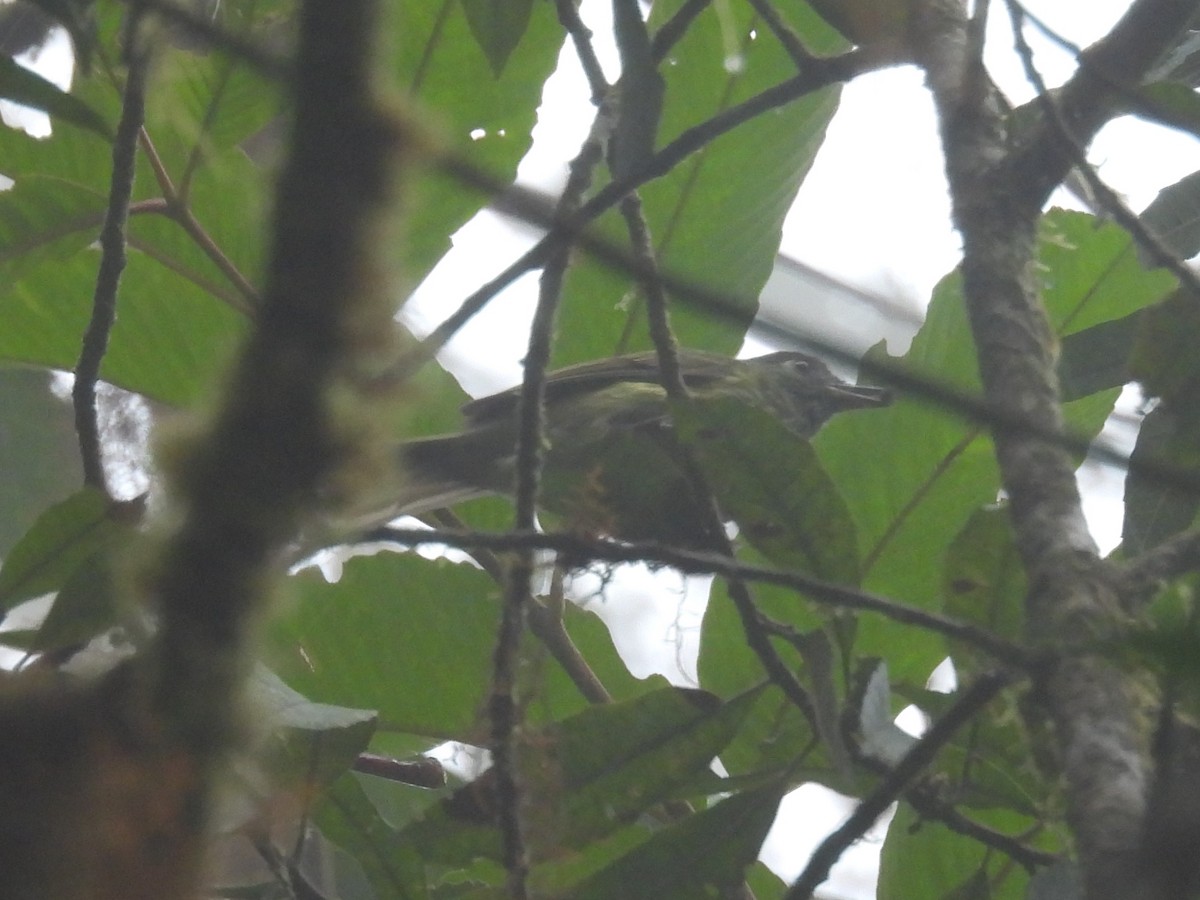 Streak-necked Flycatcher - ML633764594