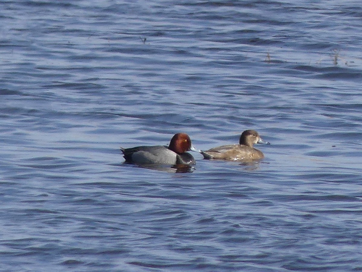 Redhead - ML633764677