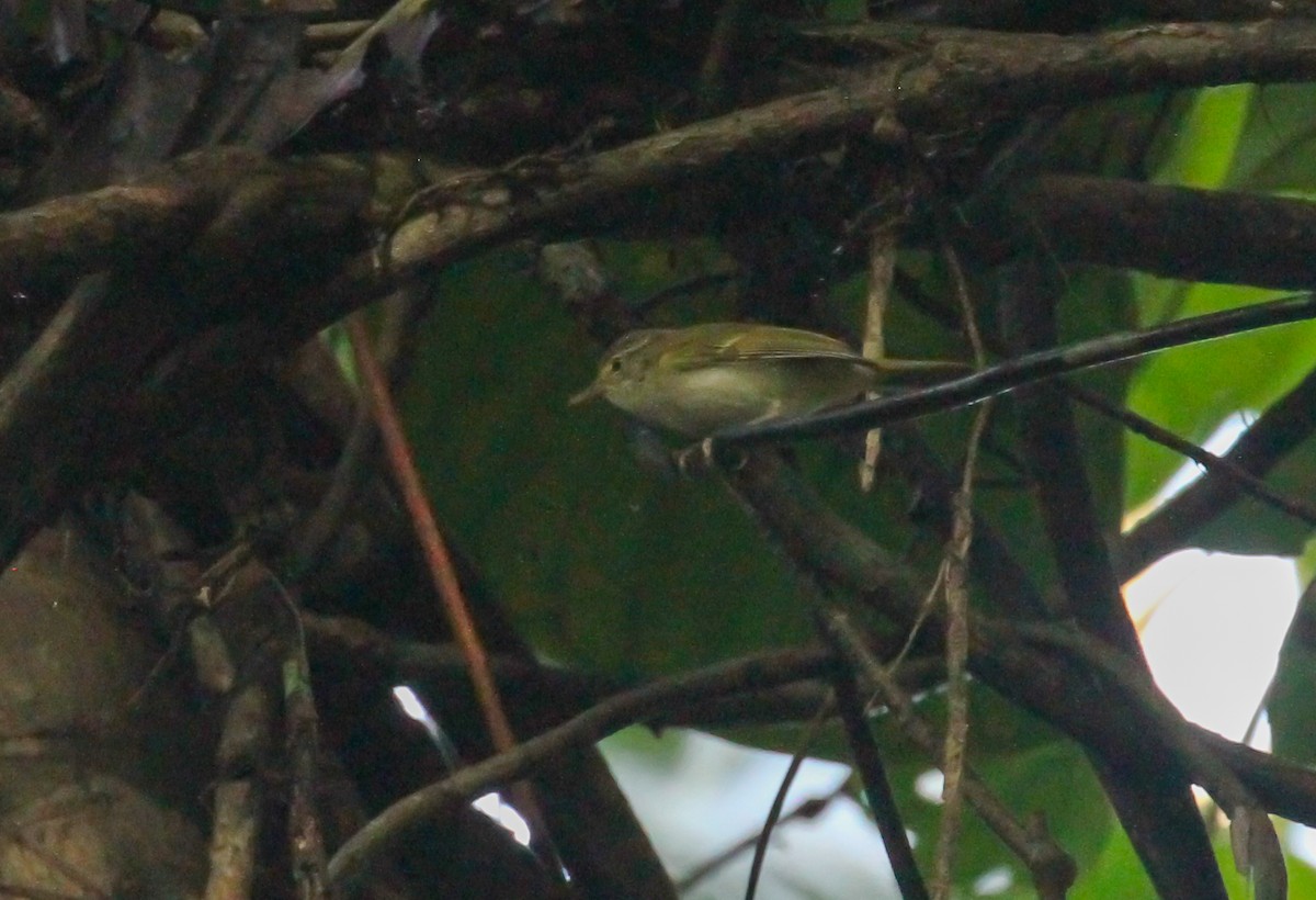 Philippine Leaf Warbler - ML633764706