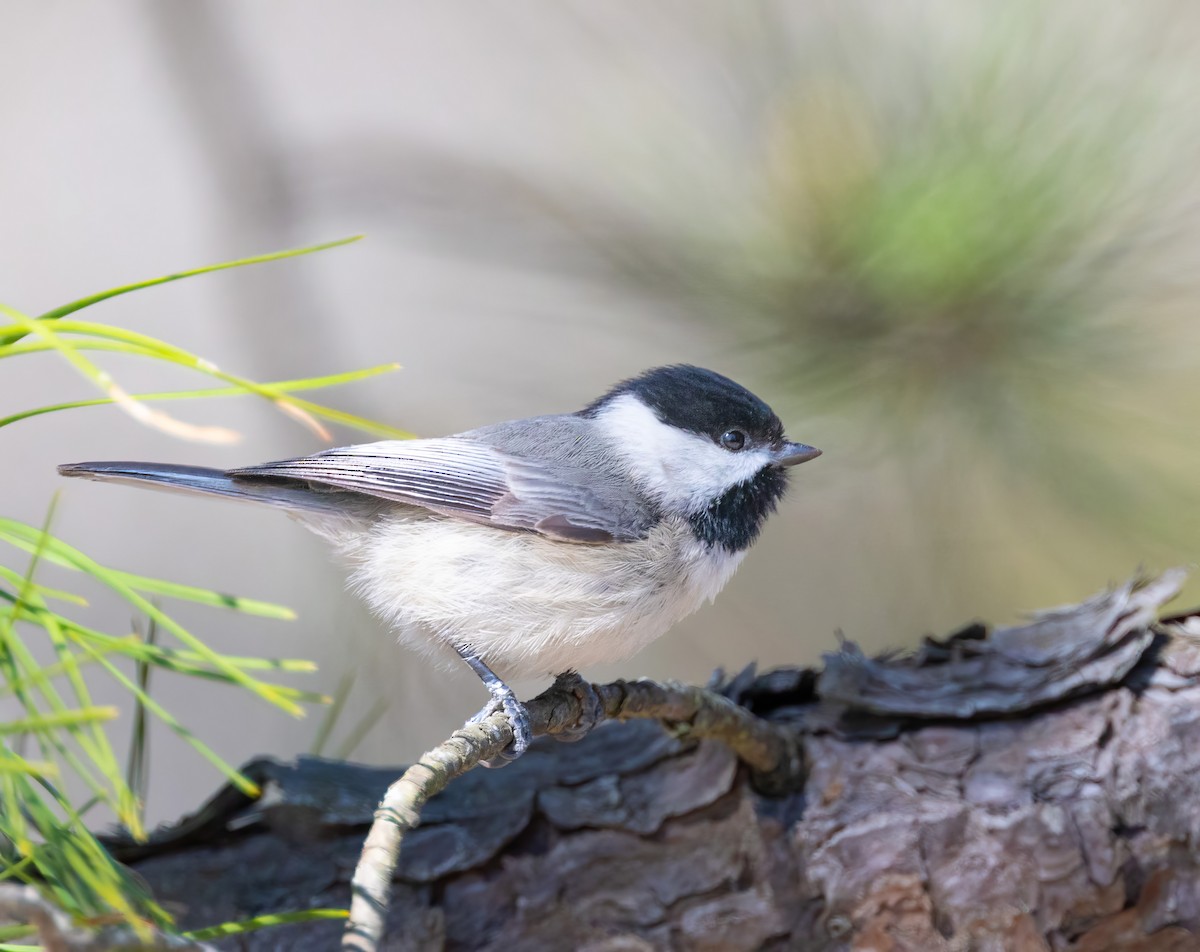 Mésange de Caroline - ML633764718