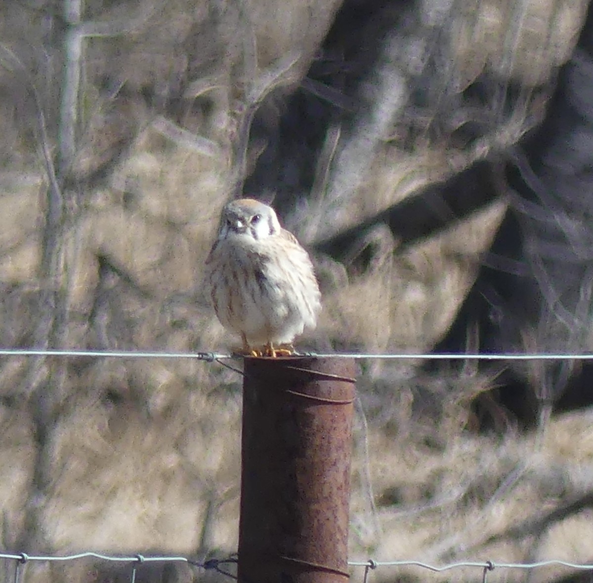 American Kestrel - ML633764724