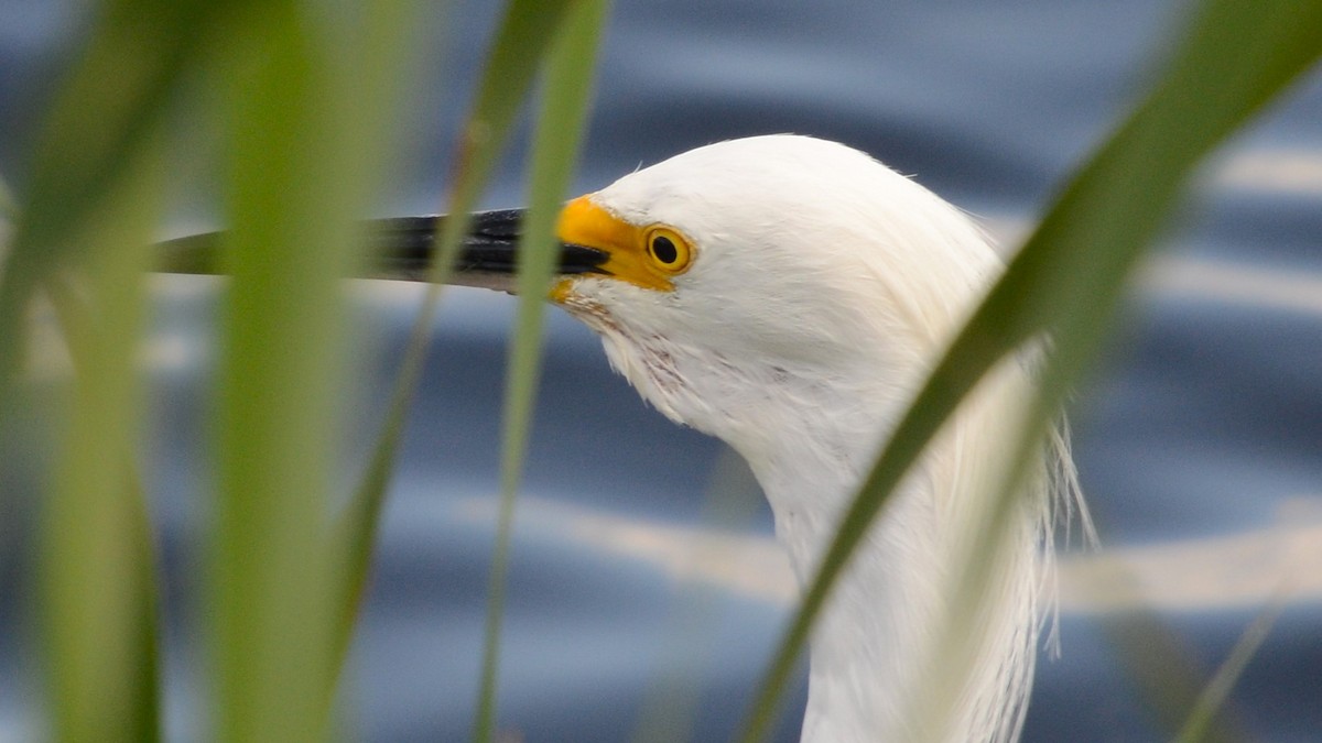 Snowy Egret - ML633764733