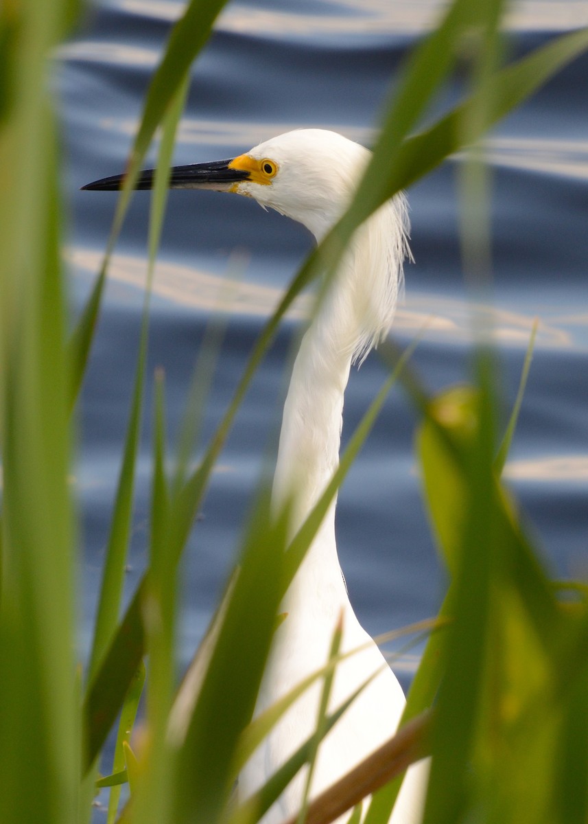 Snowy Egret - ML633764748