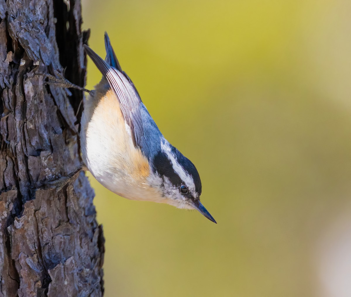 Sittelle à poitrine rousse - ML633764770