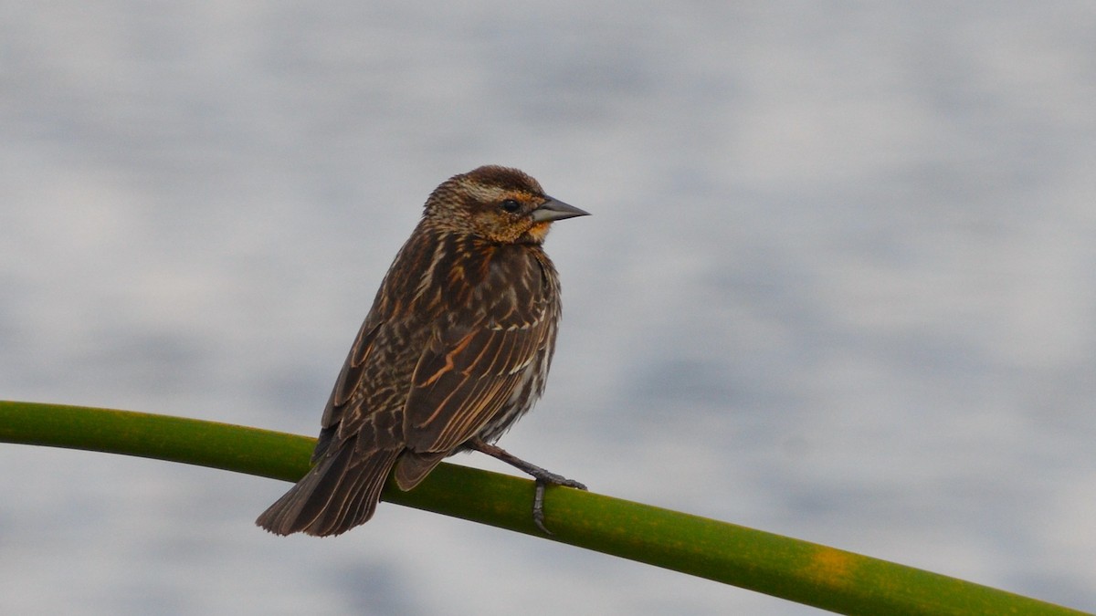 Red-winged Blackbird - ML633764775