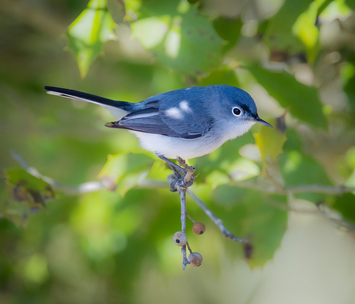 Gobemoucheron gris-bleu - ML633764781
