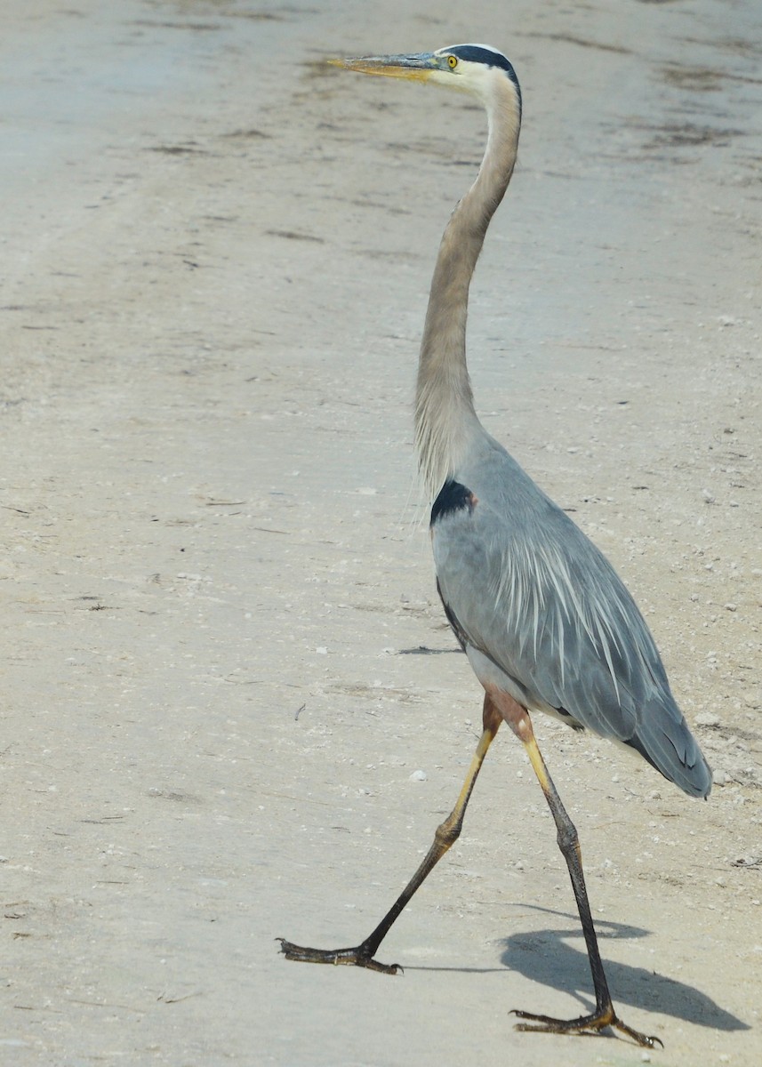 Great Blue Heron - ML633764796