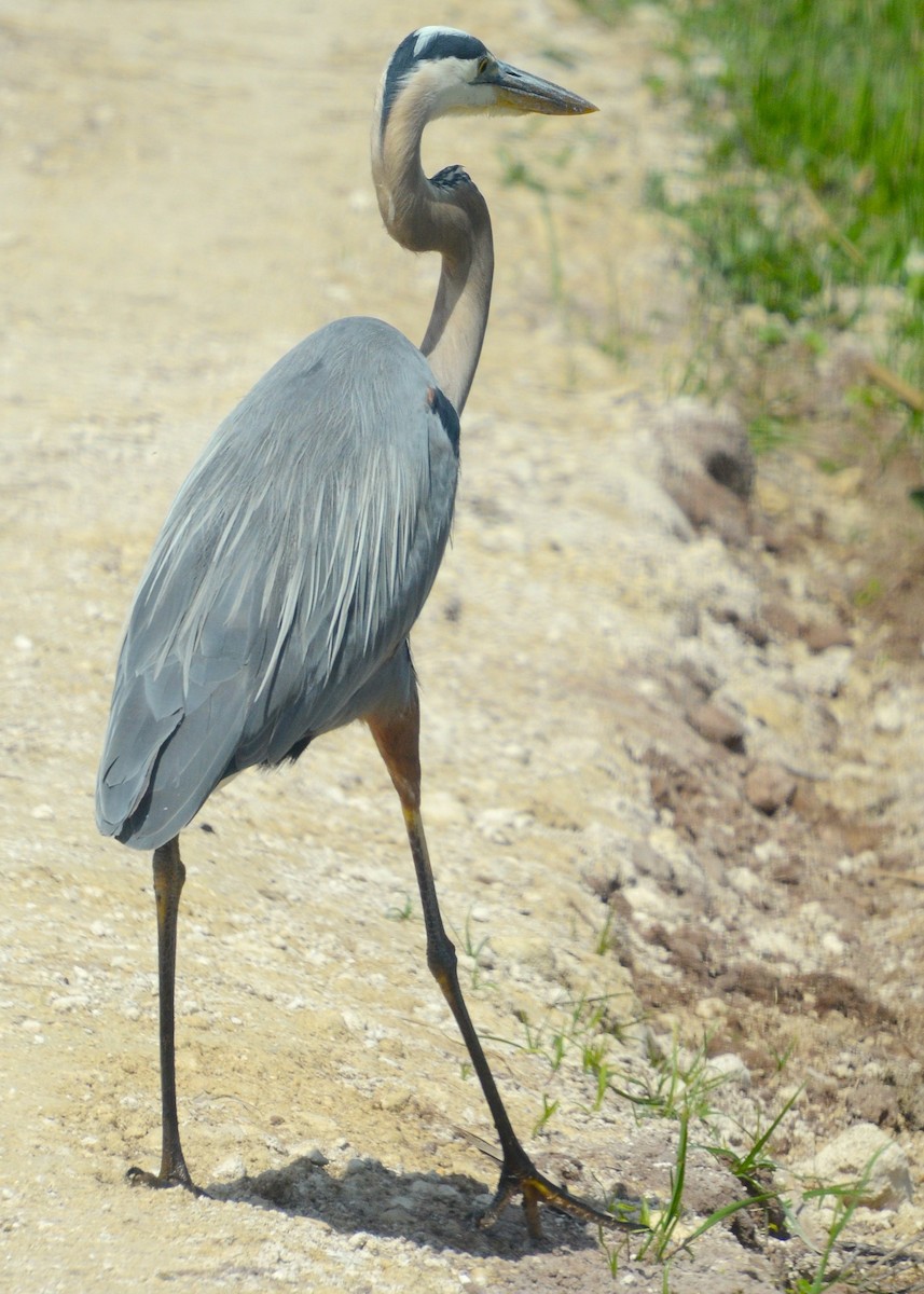 Great Blue Heron - ML633764819