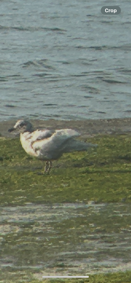 grønlandsmåke (thayeri) (eskimomåke) - ML633764836