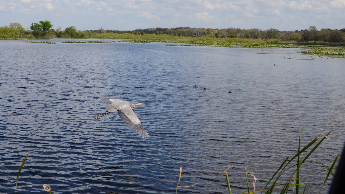 Great Blue Heron - ML633764838