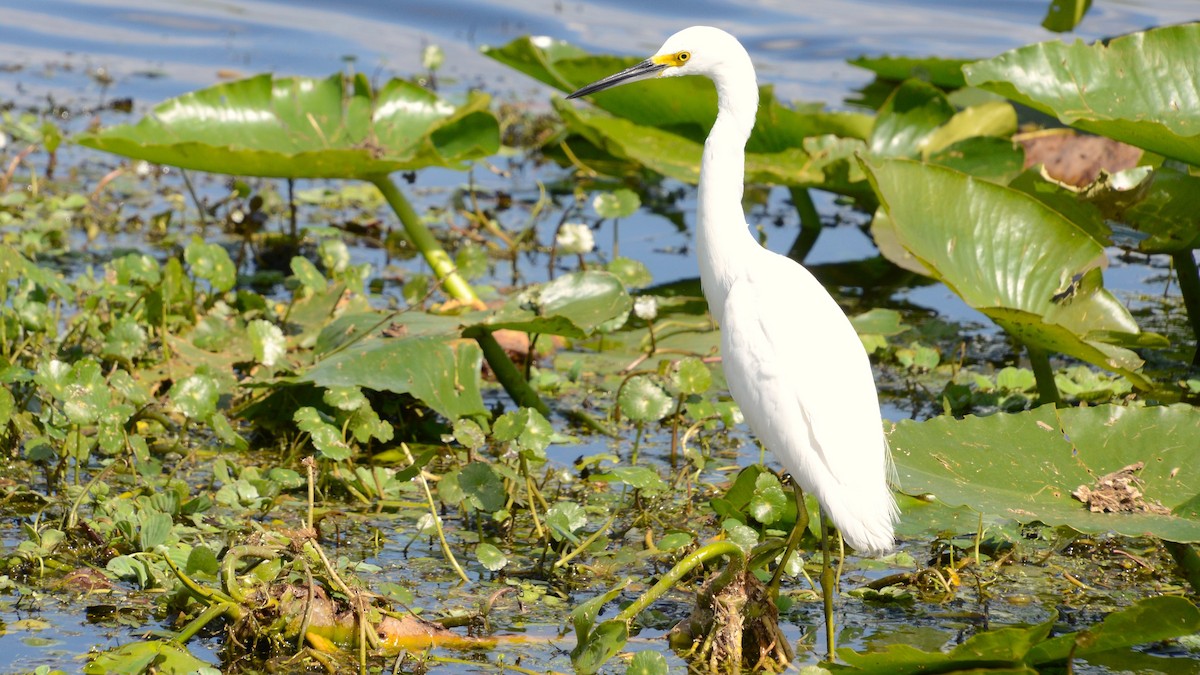 Snowy Egret - ML633764862